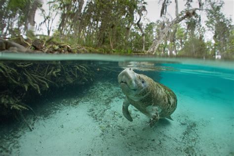 Take This Quiz For Manatee Awareness Month