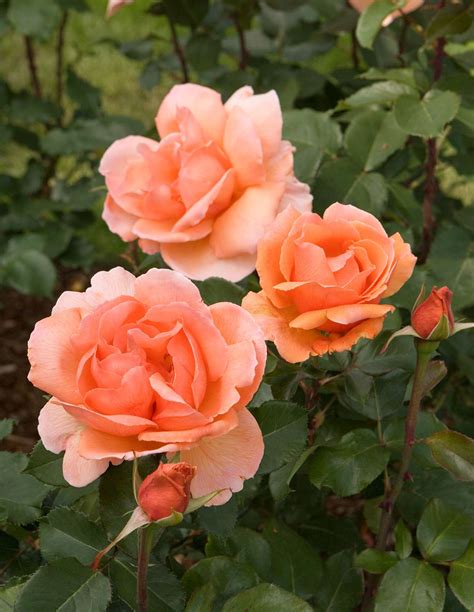 17 Of The Most Fragrant Roses For Sweet Scents All Season Long