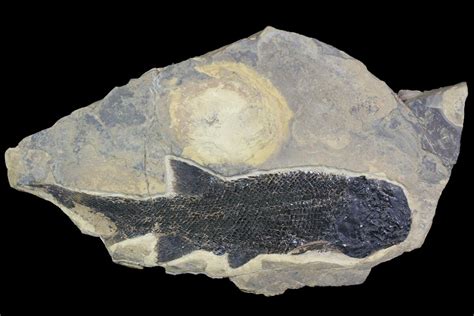 72 Permian Fossil Fish Paramblypterus Germany 92865 For Sale
