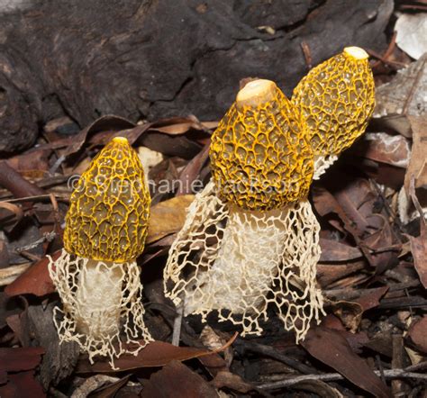 Best Photos of Australian fungi, images of toadstools, fungus in Australia