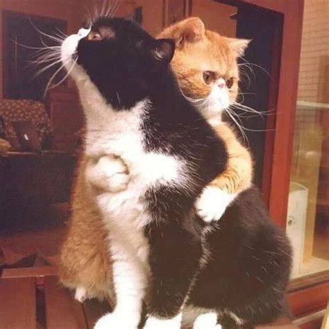 24 Images Of Cats Hugging Other Cats That Will Hug Your Heart