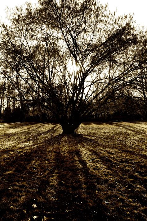 Shadow Tree Free Photo Download Freeimages