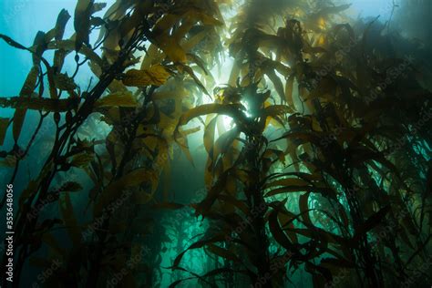 Foto De A Forest Of Giant Kelp Macrocystis Pyrifera Grows In The Cold