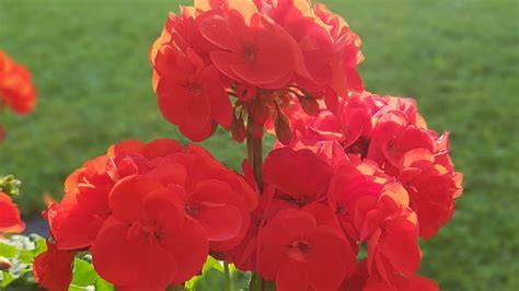 How To Grow Geraniums The Ultimate Guide