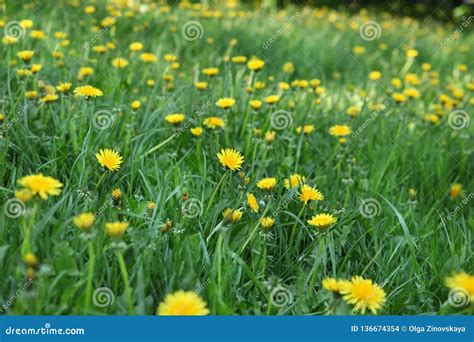Meadow With Green Grass And Yellow Dandelions Stock Photo Image Of