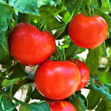 Classic Marglobe Tomato Heirloom Seeds At Todds Seeds Robust Flavor