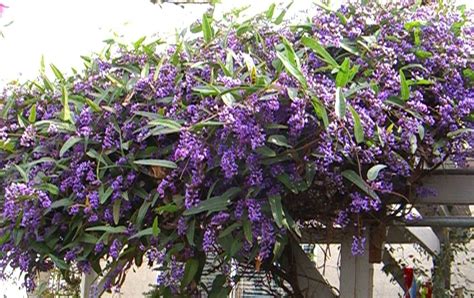 Purple Vine Vines Plants Nature