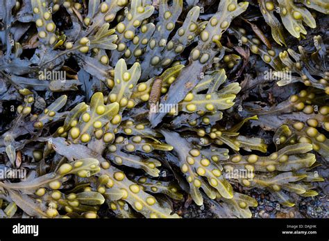 Fucus Vesiculosus Bladderwrack Seaweed Stock Photo Alamy