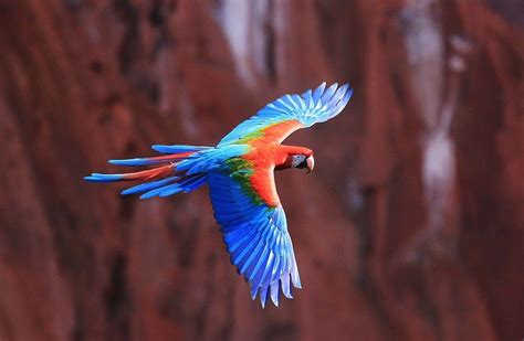 Macaw Parrot Flying 4k Ultra Hd Wallpaper 4k Wallpapernet Tout Les