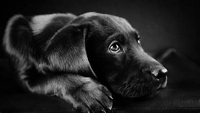 Labrador Dog Animals Face Retriever Puppies Lab