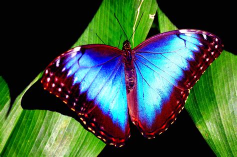 Blue Morpho Butterfly Background Wallpaper 20741 Baltana