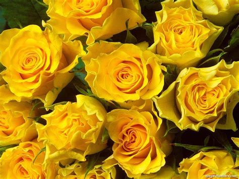 Free Download Bouquet Yellow Rose Yellow Rose Flowers Wallpapers Yellow