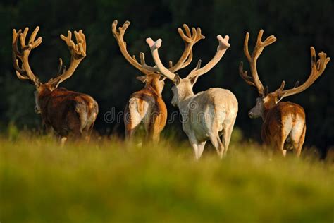Red Deer Stag Bellow Majestic Powerful Adult Animal Outside Autumn
