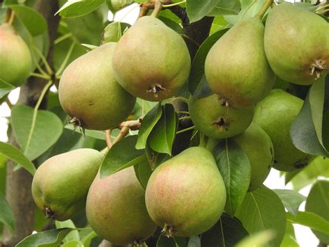 Dwarf Bartlett Pear Tree The Golden Standard Of Pear Flavor Grown R