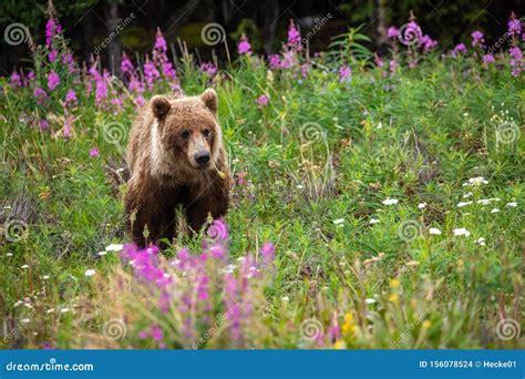 A Grizzly Bear On A Meadow Stock Photo Image Of Horribilis 156078524