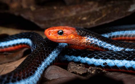 Malayan Blue Coral Snake Calliophis Intestinalis —