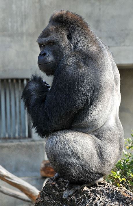 Japanese Women Go Ape Over Handsome Gorilla Named Shabani