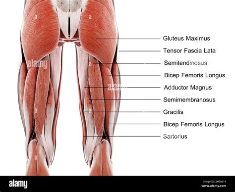 Female Anterior Leg Muscles Labeled Educational Chart Black Wood Framed