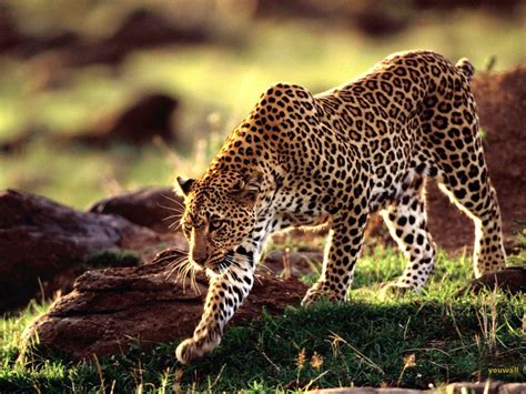 Wild Animal Wallpapers Top Free Wild Animal Backgrounds Wallpaperaccess