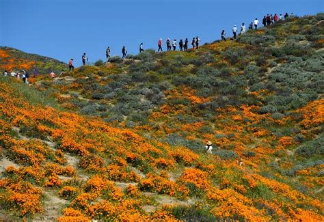 Walker Canyon Poppy Fields Reopen In Lake Elsinore As Officials Ask