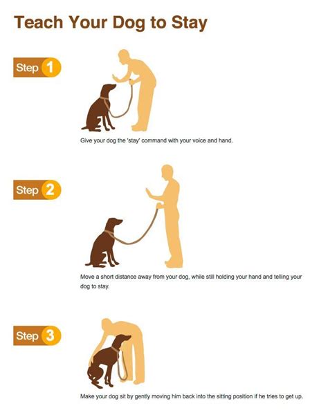 This includes teaching the stay in several stages, as well as teaching the behavior in reverse, starting with the then give your dog a stay command, followed almost immediately by your release word and reward. Teach your dog to stay | dogs | Pinterest