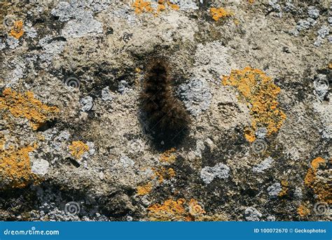 Black Woolly Bear Arctiidae Caterpillar Stock Photo Image Of Black