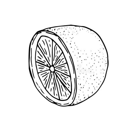Half Of Lemon Vector Illustration Hand Drawing Sketch Stock