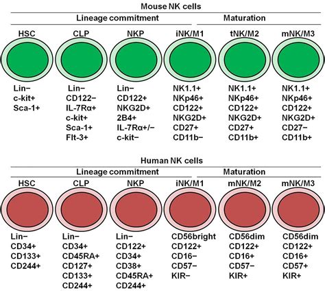 Frontiers Molecular Regulation Of Nk Cell Maturation