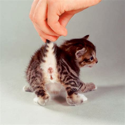 How To Tell A Male Kitten From A Female Kitten Pictures Toxoplasmosis