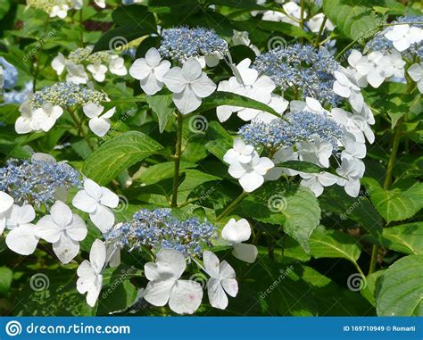 They are beautiful on their own, or they make a great base for more. Closeup Of Blue Lacecap Hydrangea Flower Stock Image ...