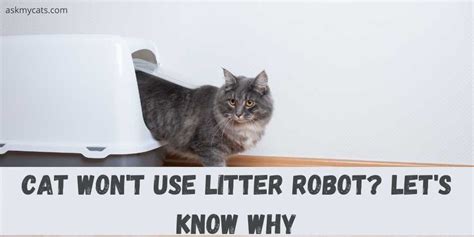 How To Get Cat To Use Litter Robot