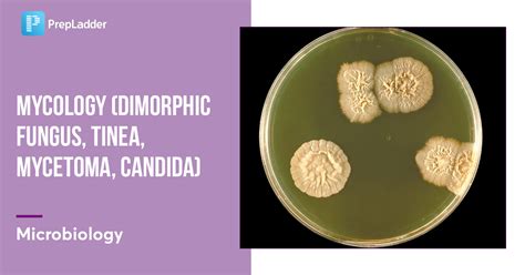 Mycology Dimorphic Fungus Tinea Mycetoma Candida
