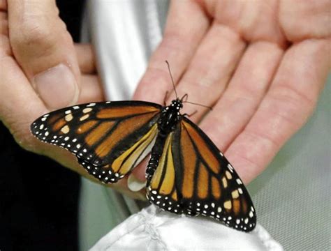 Tribes Land 248000 Grant To Help Monarch Butterflies
