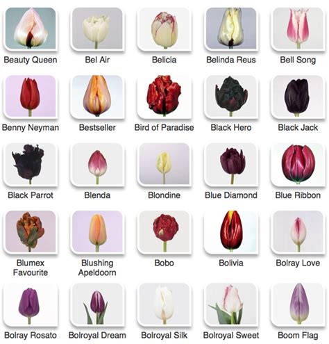 Tulip Color Guide Flirty Fleurs The Florist Blog Inspiration For