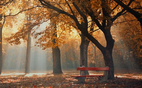 Park Autumn Foliage Trees Bench Wallpapers Hd Desktop And Mobile