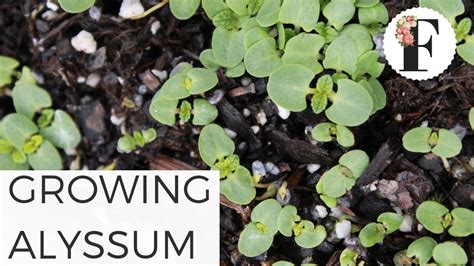 Talking About Growing Alyssum From Seed Fall Planting Hardy Annuals