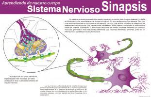 Sistema Nervioso Sinapsis Invdes