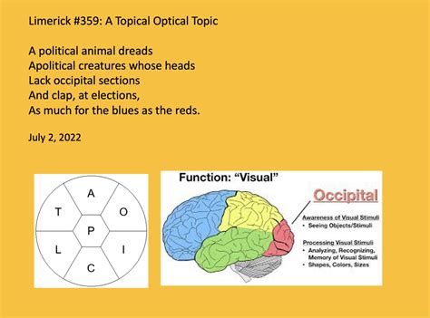 Spelling Bee Limericks