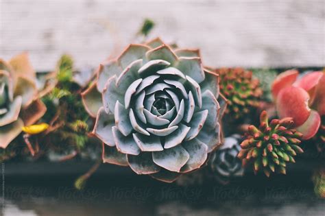 Closeup Of Succulent Plant By Stocksy Contributor Briana Morrison
