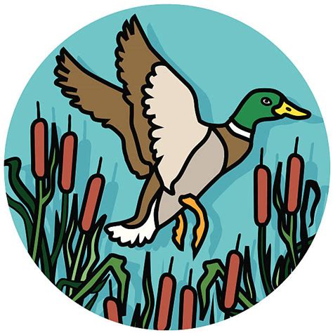 Best Mallard Duck Illustrations Royalty Free Vector