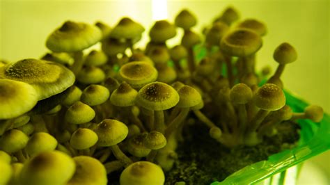Oregon Becomes First State To Legalize Therapeutic Psilocybin Aka