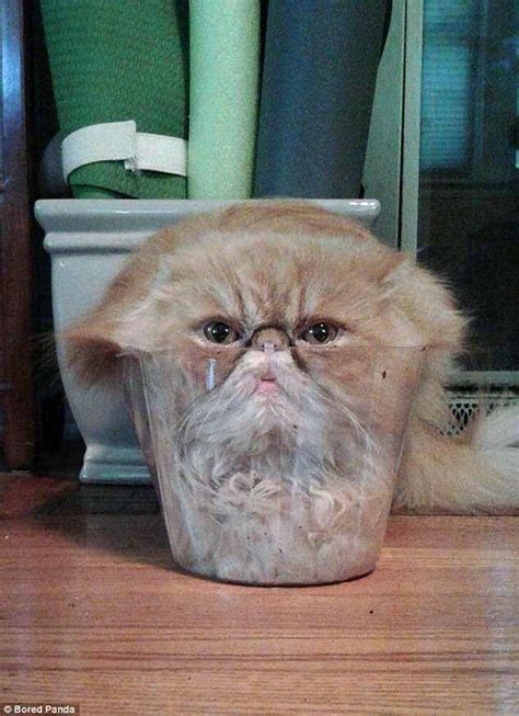Cats Stuck In Jars The Funniest Pictures Of Moggies Online Daily