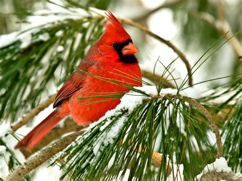 Cardinal Male On A Tree With Snow On It Cardinals Photo 36122736