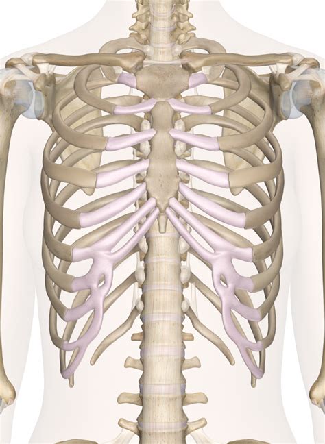 Internal Chest Bone Diagram