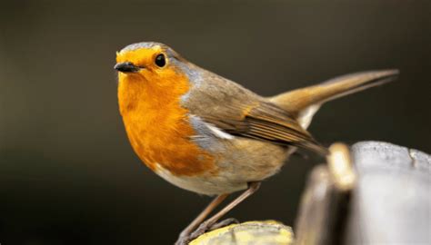 How To Attract Robins To Your Backyard Bird Sphere