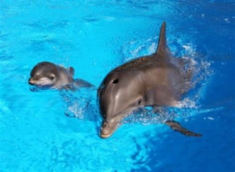 Mother Dolphin Gives Birth To Baby At Dolphin Quest Hawaii Video