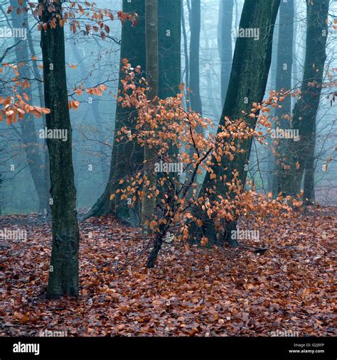 Deciduous Woodland With Beech Trees In Winter On Cannock Chase Aonb