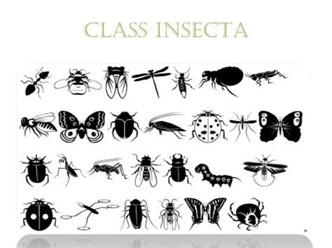 Ppt Class Insecta Powerpoint Presentation Free Download Id3095599 Ae3