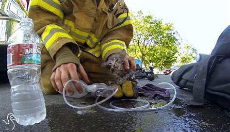 Watch Firefighters Rescuing Kittens The Dodo