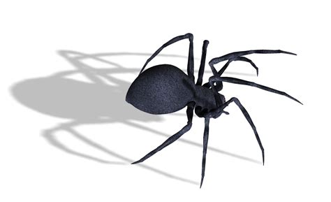 Black Widow Spiders Png Image Png Mart
